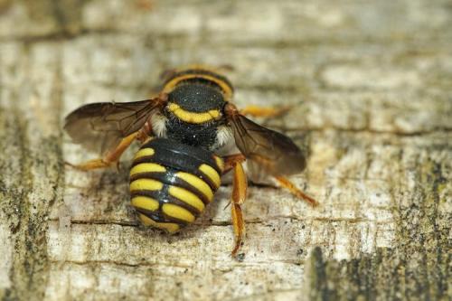 Rhodanthidium infuscatum